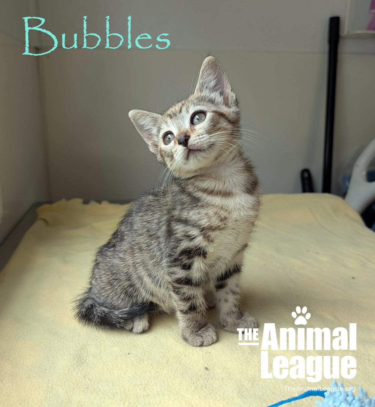 Bubbles, an adopted mixed breed in Groveland, FL image 2/4