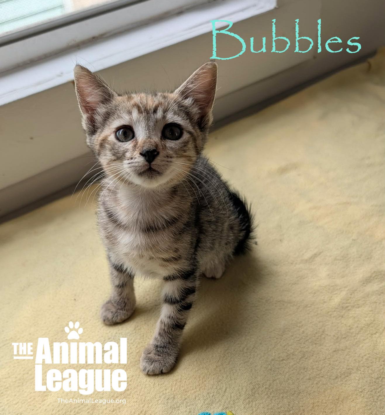 Bubbles, an adopted mixed breed in Groveland, FL image 1/4