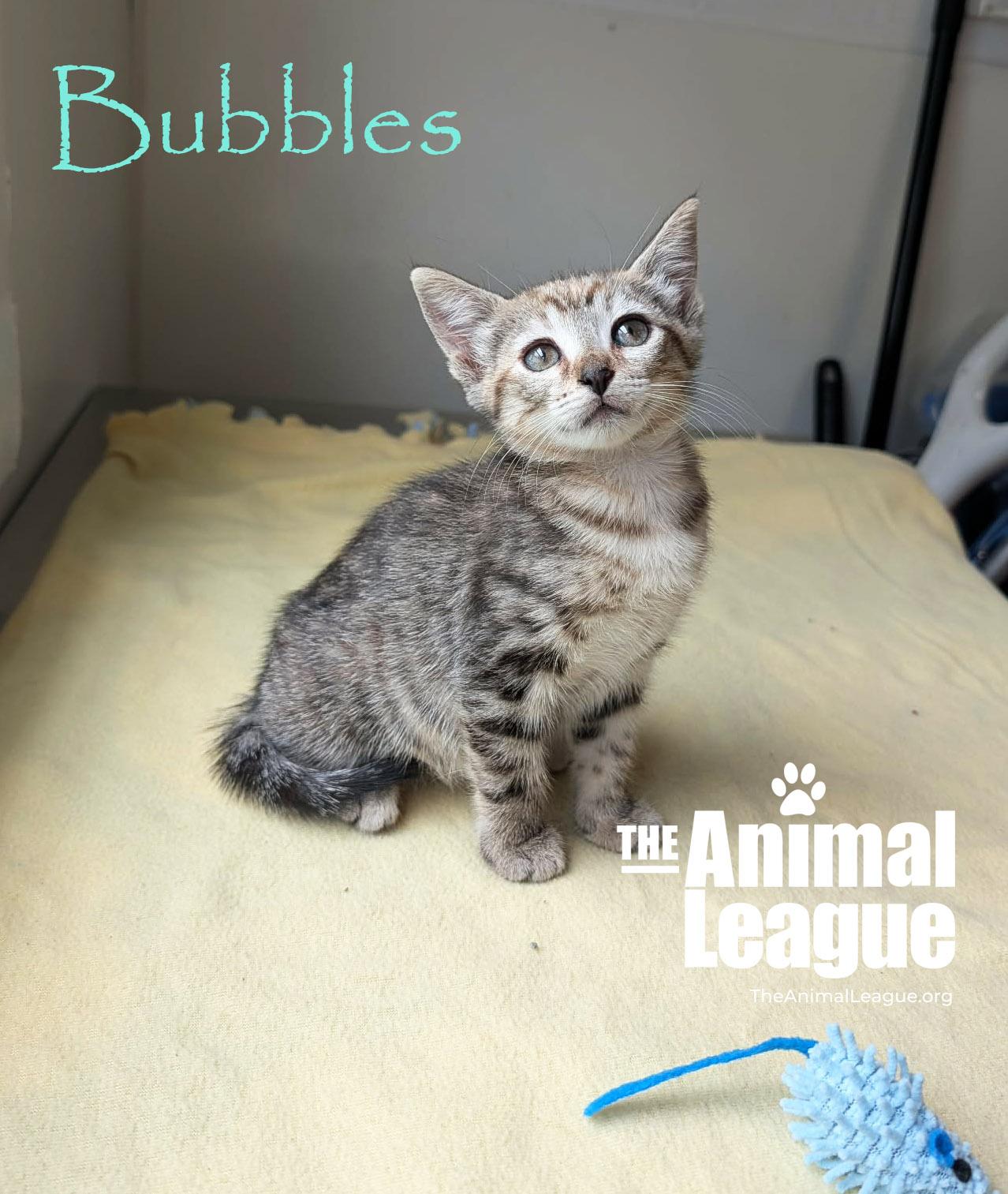 Bubbles, an adopted mixed breed in Groveland, FL image 3/4