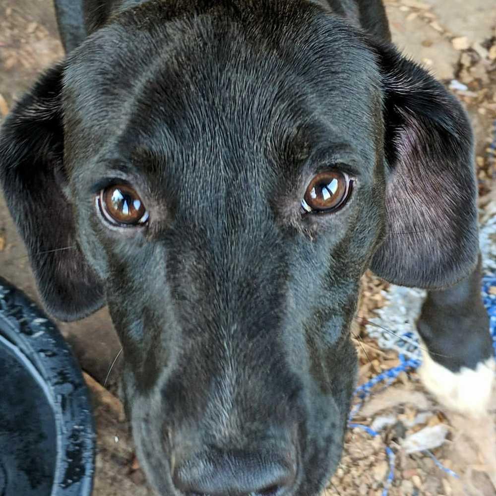 Enlarge Brewster, a Adopted mixed breed in Palatine, IL image 1/1