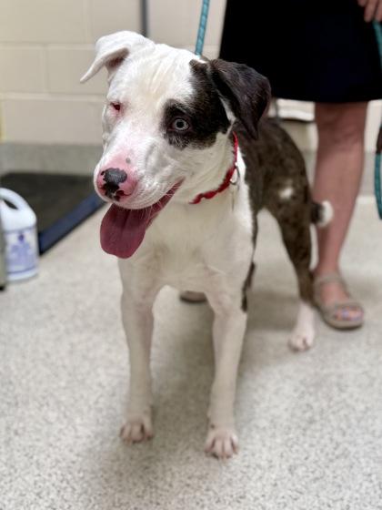 Cipher, Adoptable, Adult Male Anatolian Shepherd & Pit Bull Terrier.