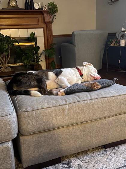 Enlarge Cipher, a Adoptable mixed breed in Downers Grove, IL image 3/3