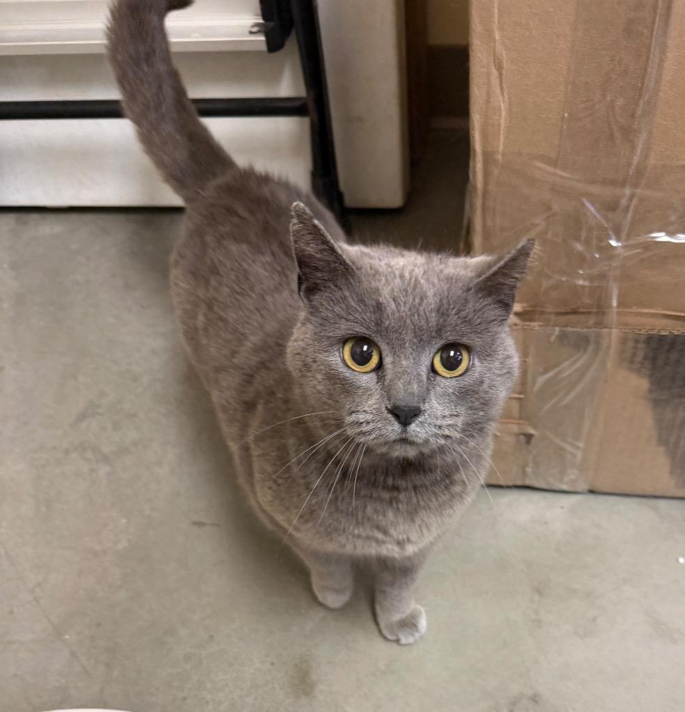 Maggie, Adoptable, Young Female Domestic Short Hair.