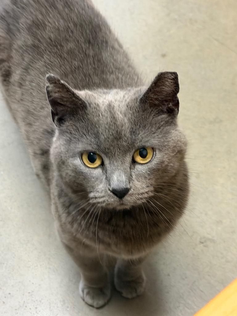 Enlarge Maggie, a Adoptable mixed breed in Fort Oglethorpe, GA image 2/3