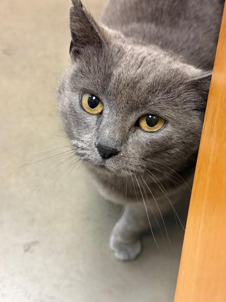 Enlarge Maggie, a Adoptable mixed breed in Fort Oglethorpe, GA image 3/3