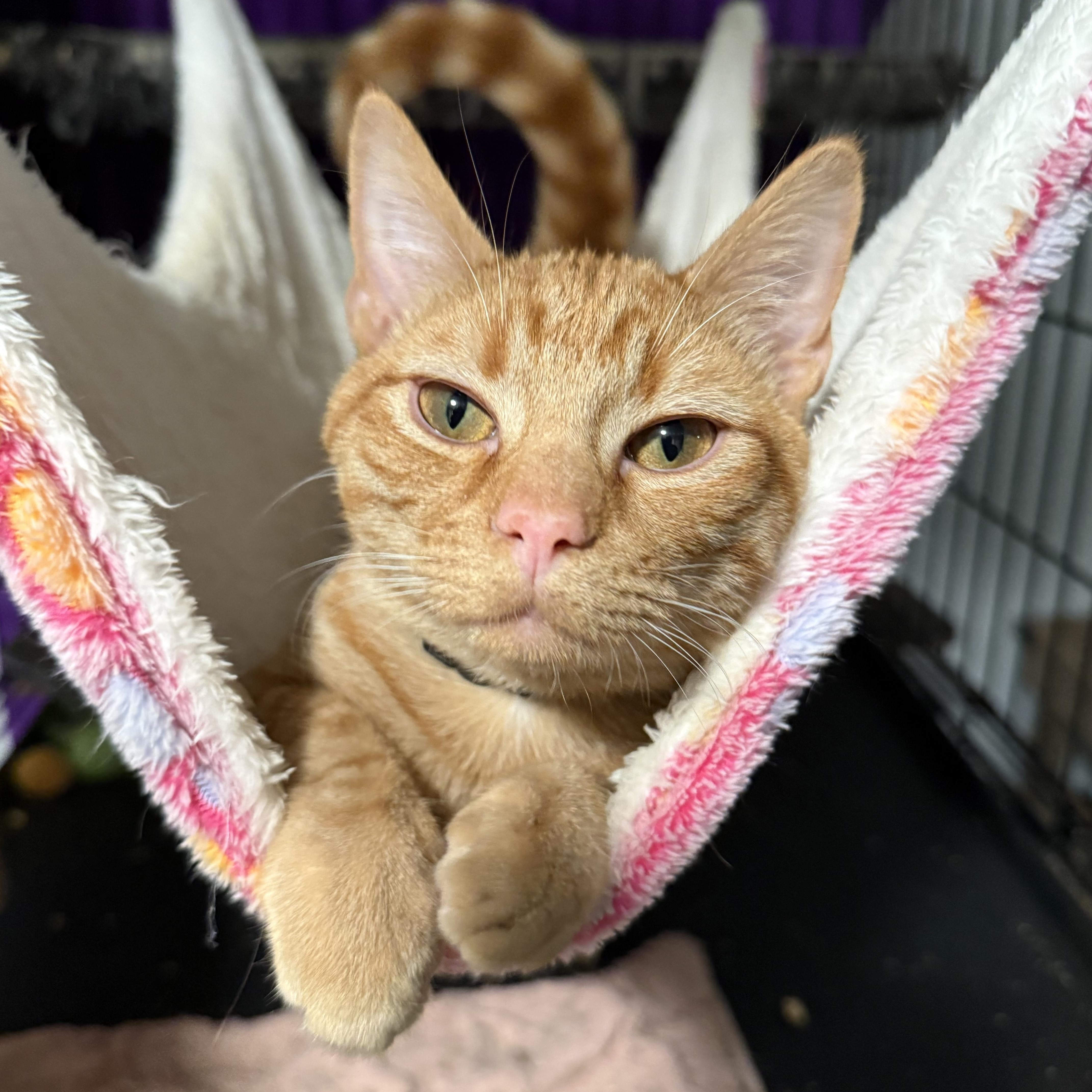 Enlarge Tango, a Adoptable Domestic Short Hair in Johnson City, TN image 1/1