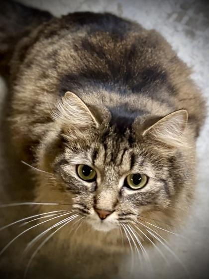 Hexa, Adoptable, Young Female Domestic Long Hair & Domestic Short Hair.