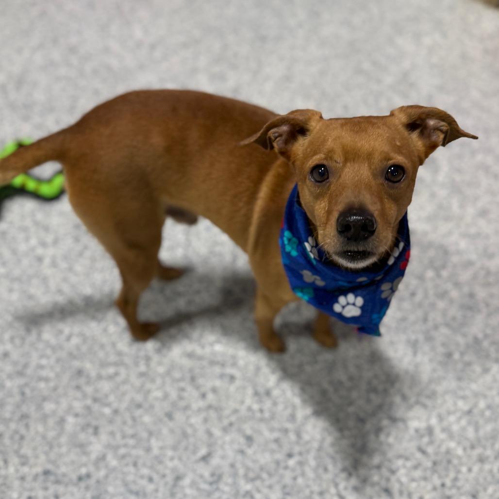 Arty, Adoptable, Adult Male Chihuahua & Mixed Breed.