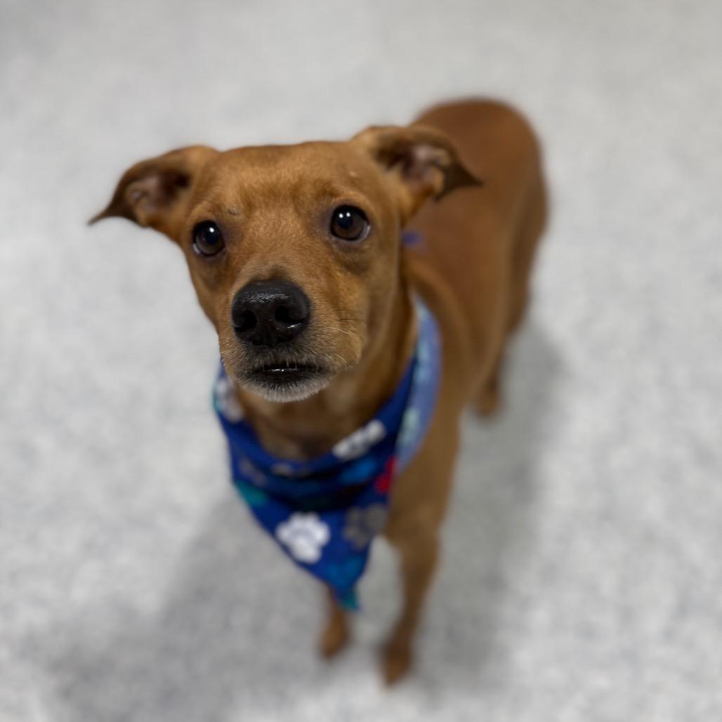 Enlarge Arty, a Adoptable mixed breed in Newberg, OR image 2/6