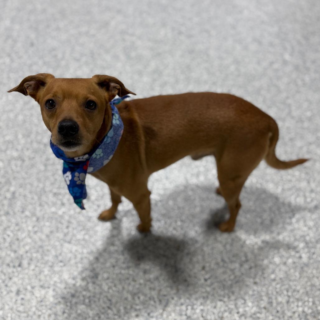 Enlarge Arty, a Adoptable mixed breed in Newberg, OR image 3/6