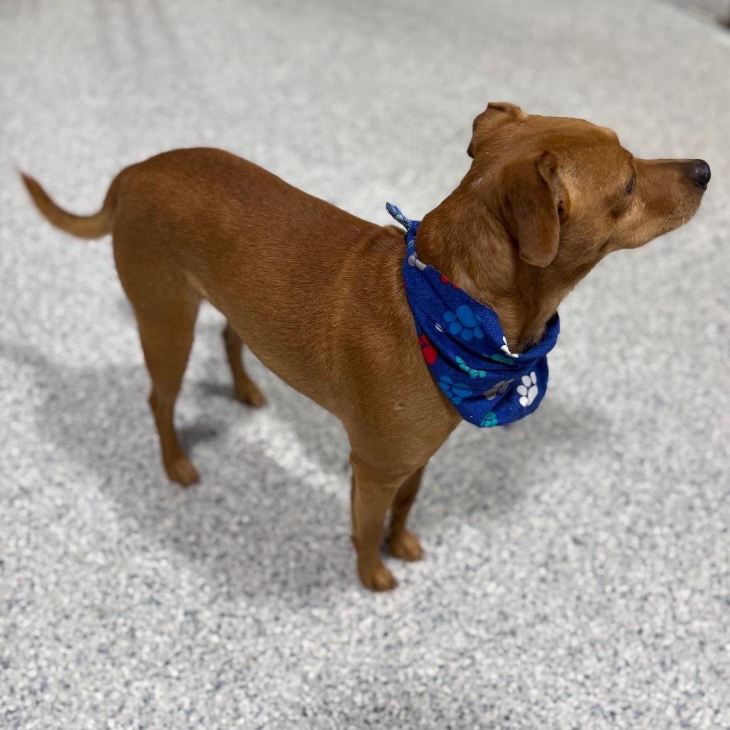 Enlarge Arty, a Adoptable mixed breed in Newberg, OR image 4/6