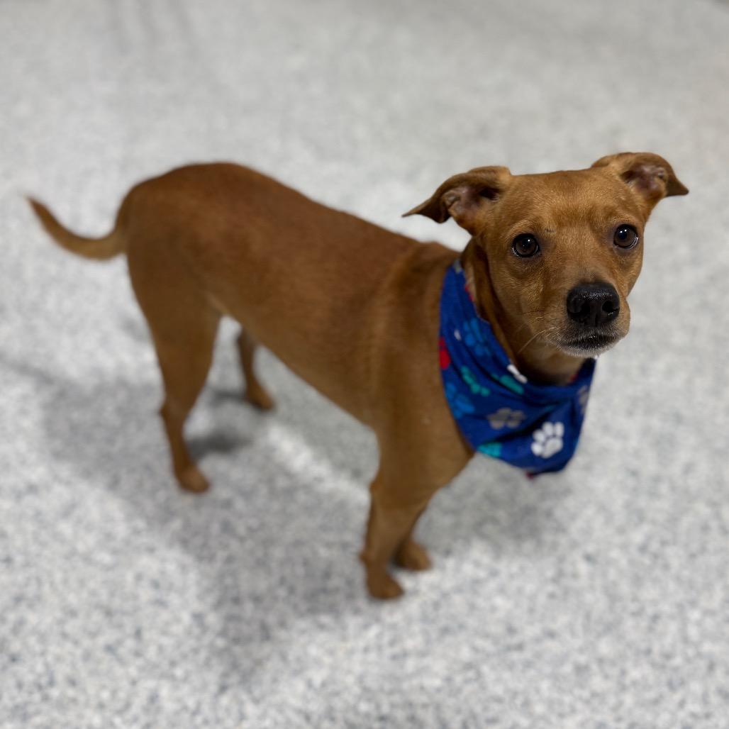 Enlarge Arty, a Adoptable mixed breed in Newberg, OR image 5/6