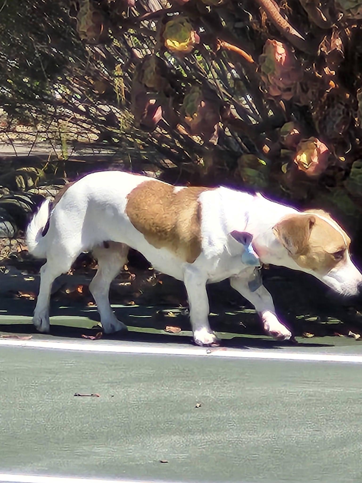 Wasabi, a ADOPTABLE mixed breed in Livermore, CA image 4/5