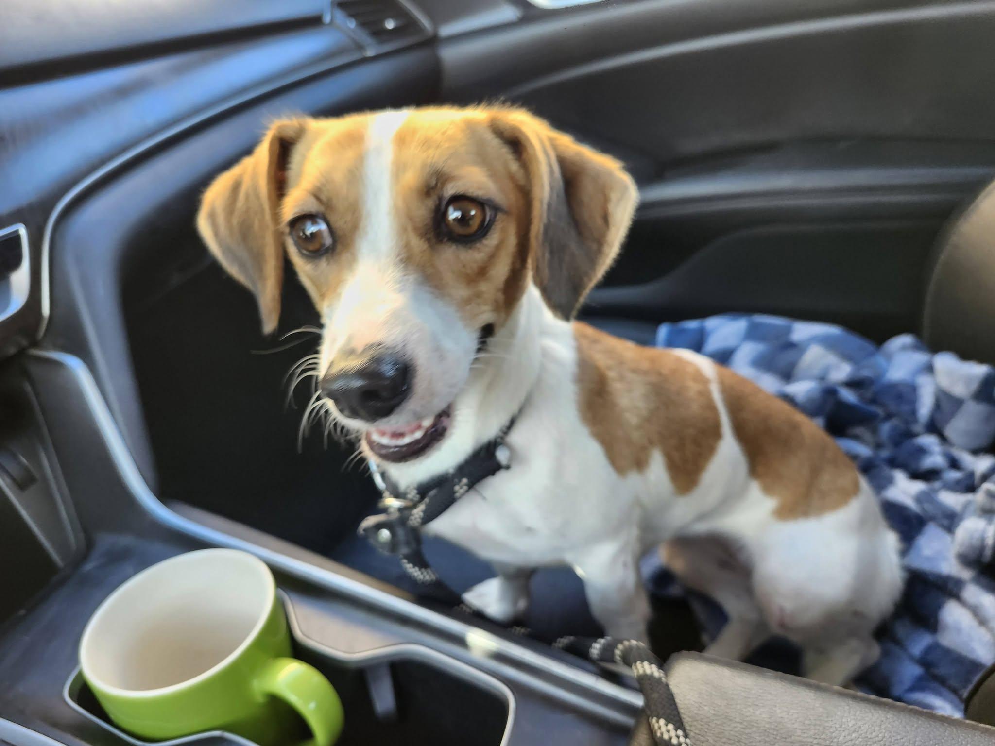 Wasabi, a ADOPTABLE mixed breed in Livermore, CA image 3/5
