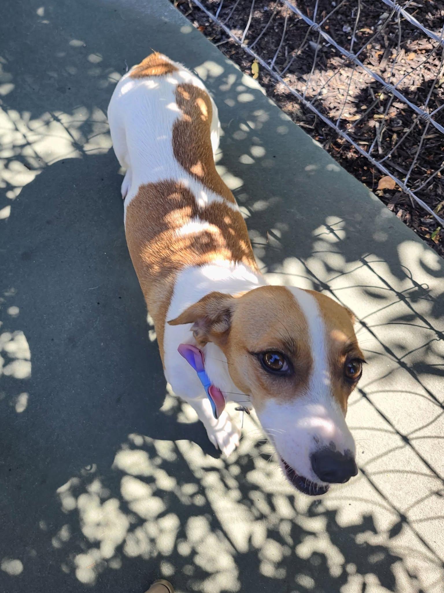 Wasabi, a ADOPTABLE mixed breed in Livermore, CA image 5/5