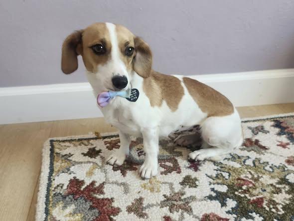 Wasabi, ADOPTABLE, Adult Female Dachshund.