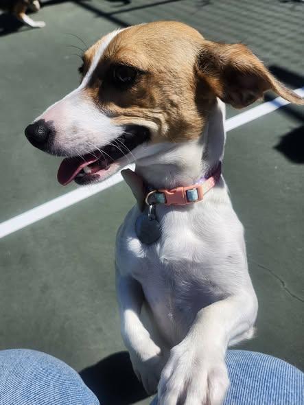 Wasabi, a ADOPTABLE mixed breed in Livermore, CA image 2/5