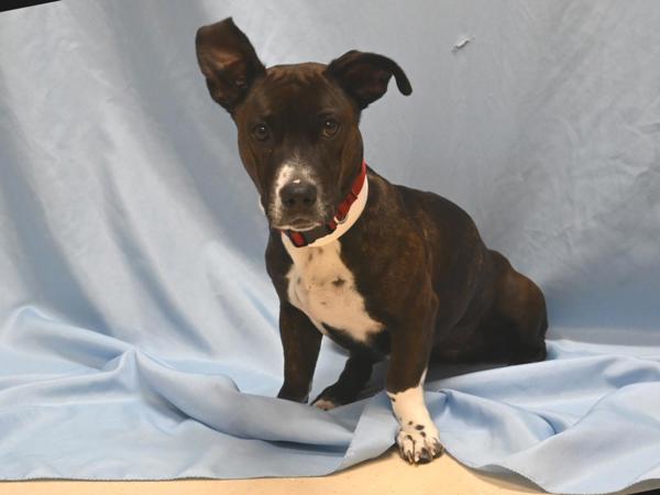 Enlarge Pepper, a Adoptable mixed breed in Portland, OR image 1/1