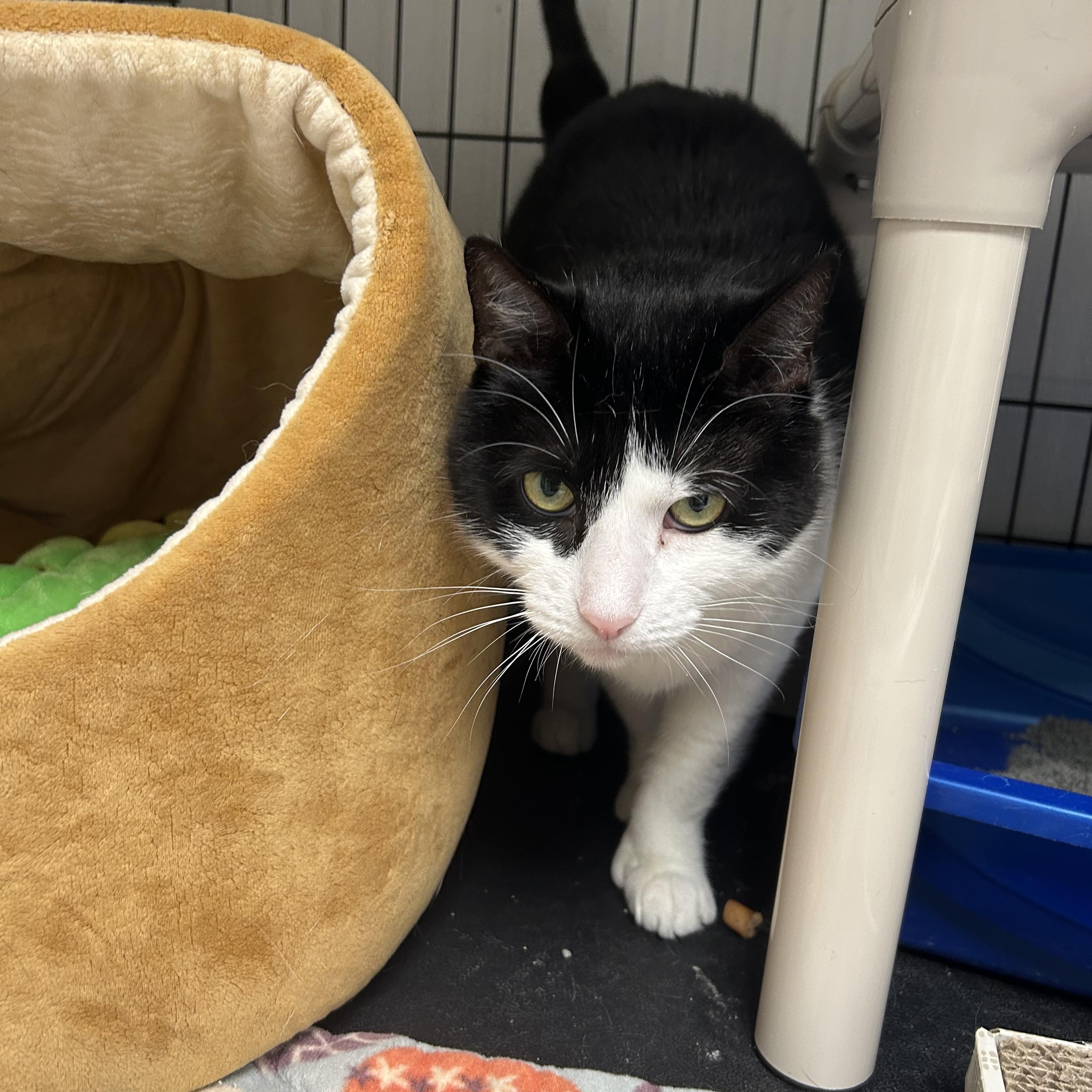 Enlarge Polly, a ADOPTABLE Domestic Short Hair in Cape May, NJ image 3/3