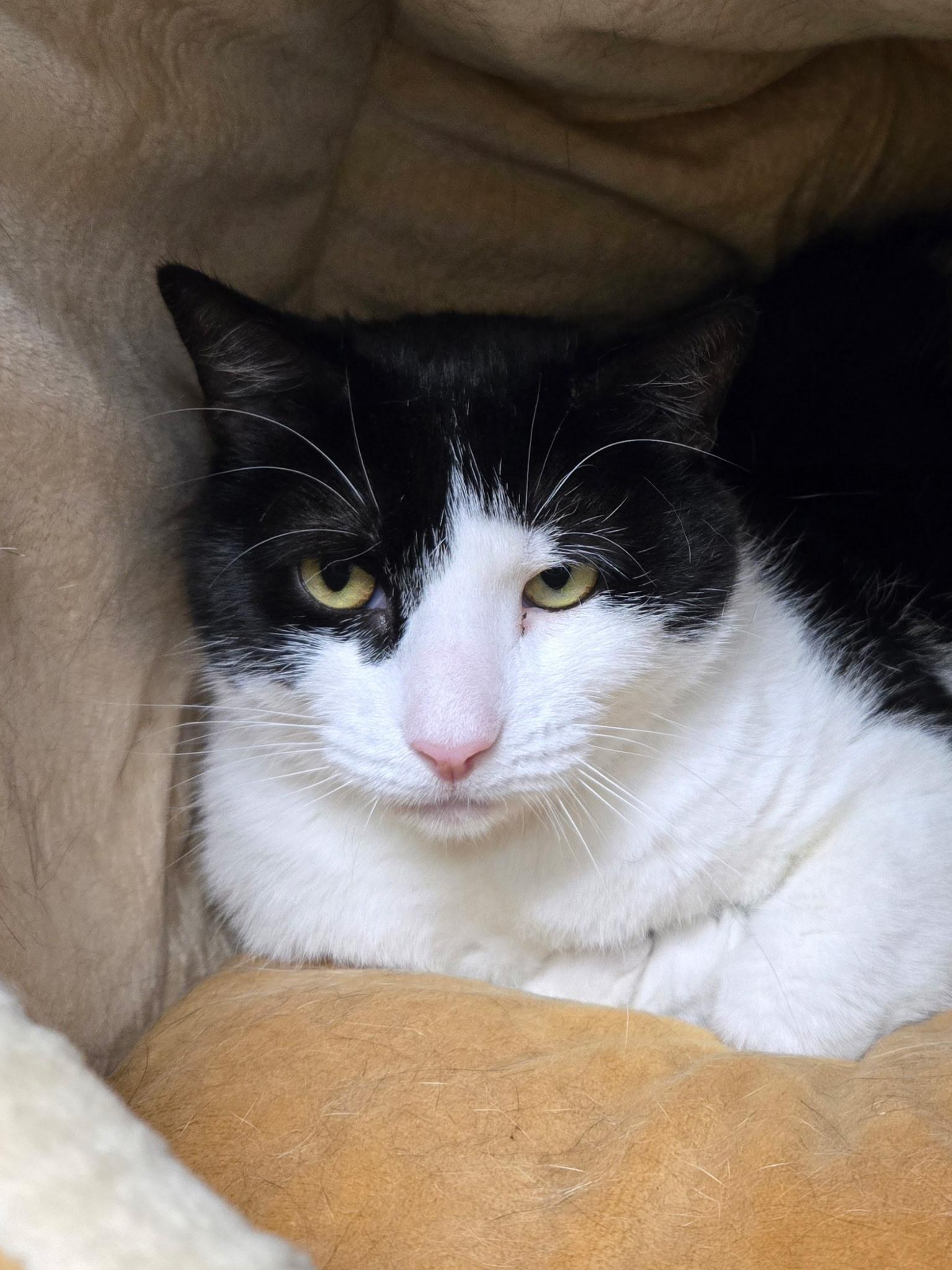 Polly, ADOPTABLE, Adult Female Domestic Short Hair.
