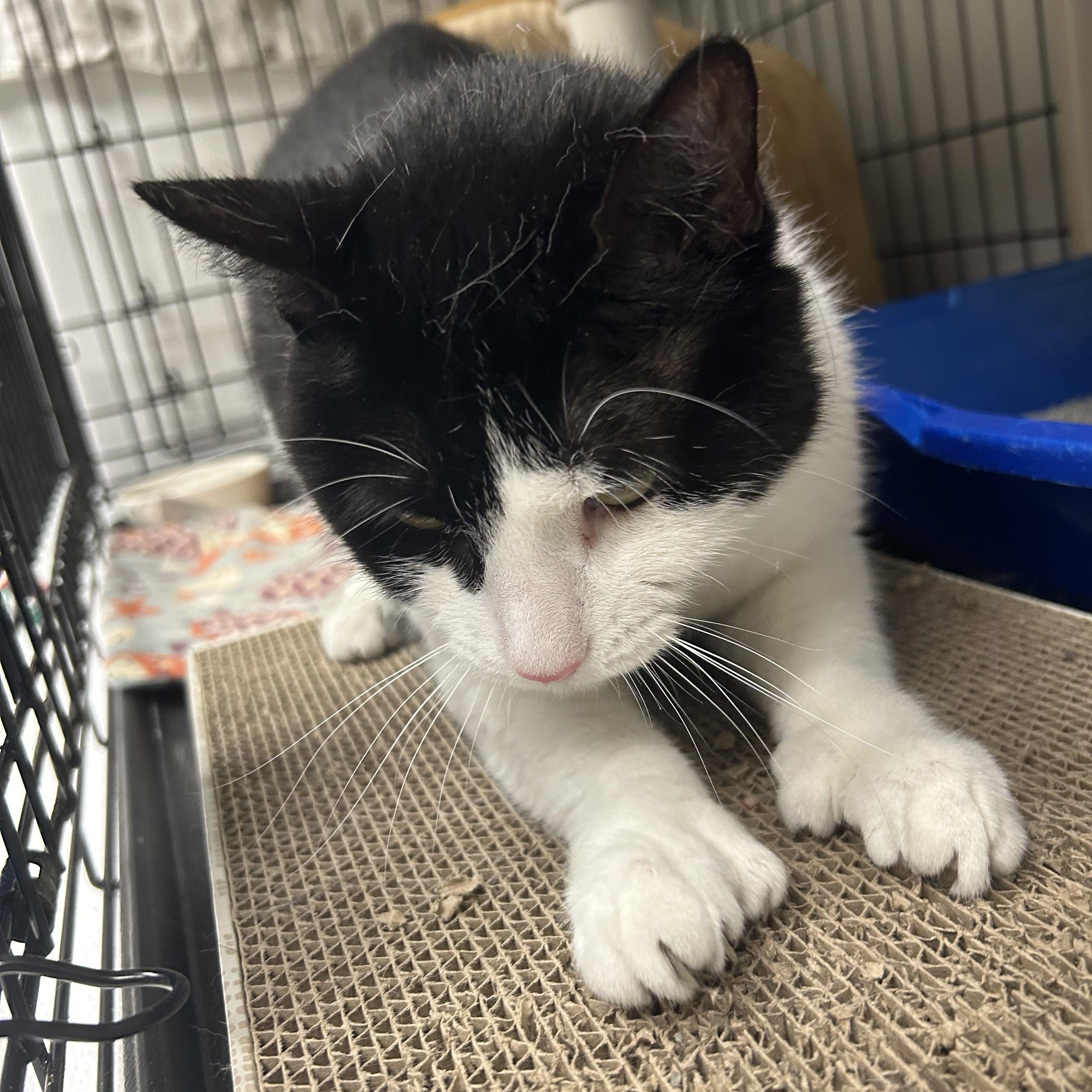 Enlarge Polly, a ADOPTABLE Domestic Short Hair in Cape May, NJ image 2/3