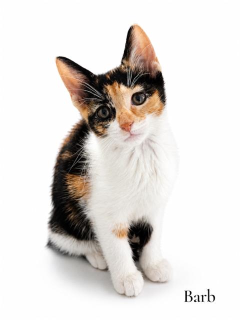 Enlarge Barb, a ADOPTABLE Domestic Short Hair in Stevensville, MI image 1/1