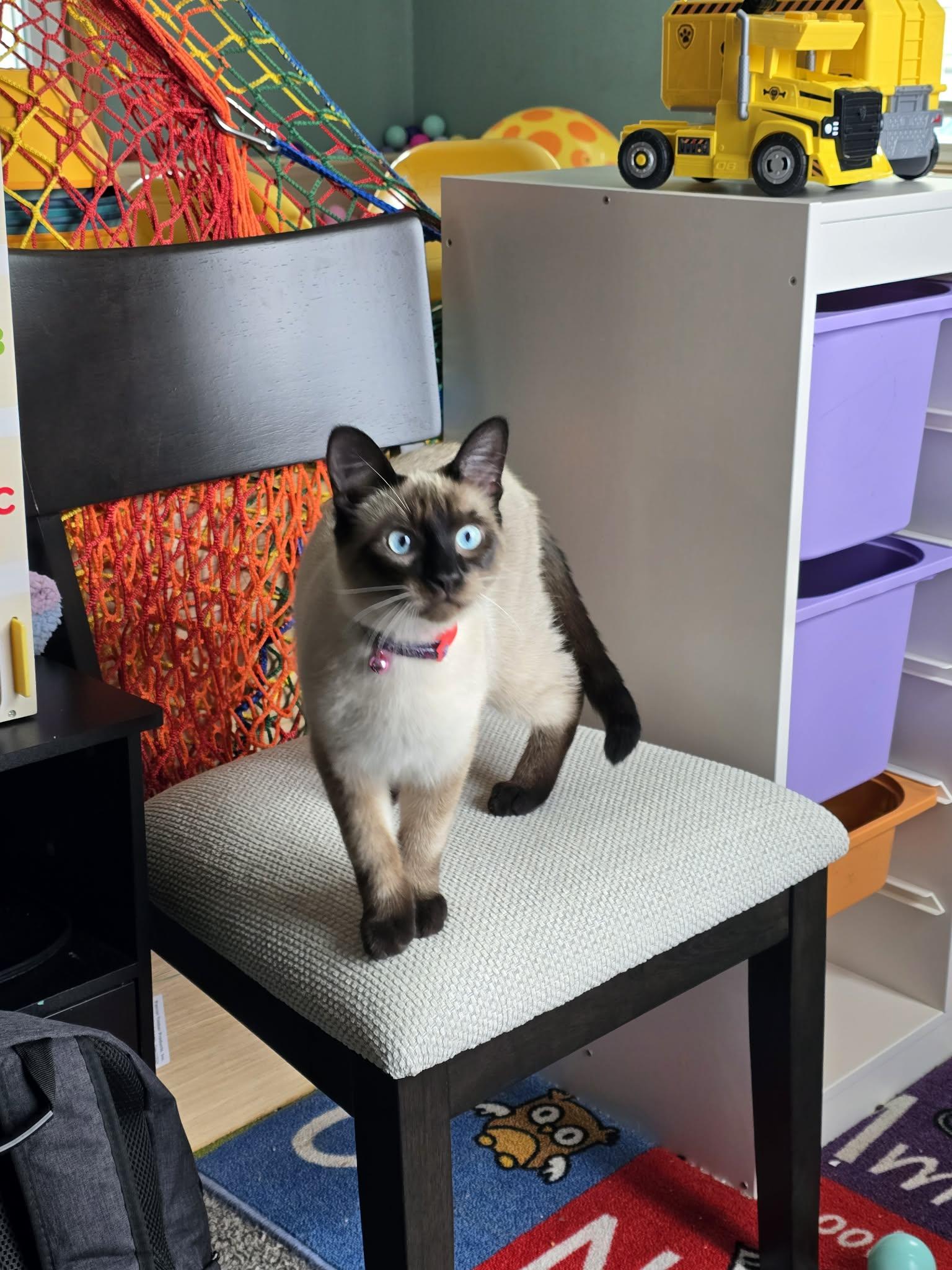 Enlarge Sparkle, a Adopted Siamese in Quincy, OH image 2/4