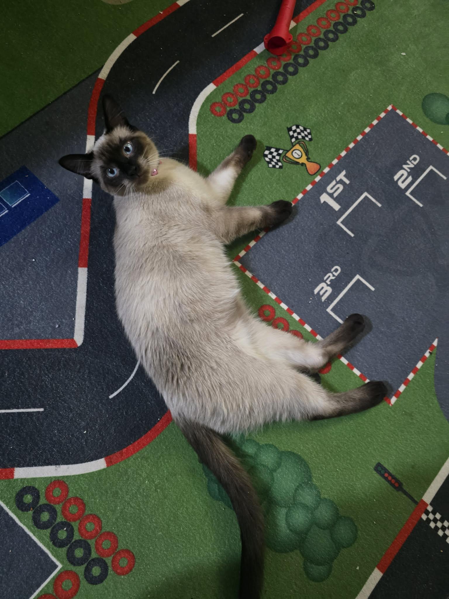 Enlarge Sparkle, a Adopted Siamese in Quincy, OH image 3/4
