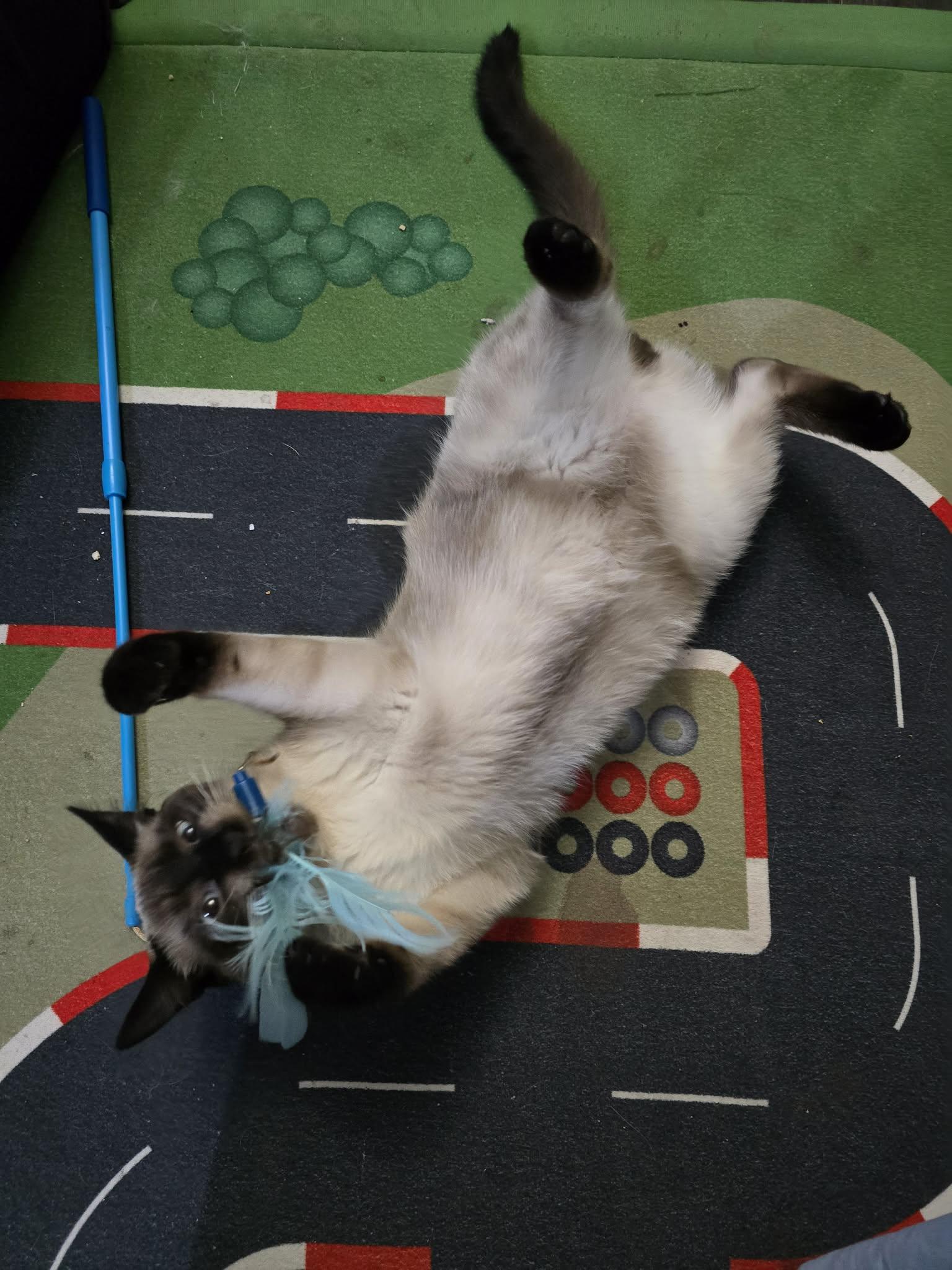Sparkle, Adopted, Young Male Siamese.