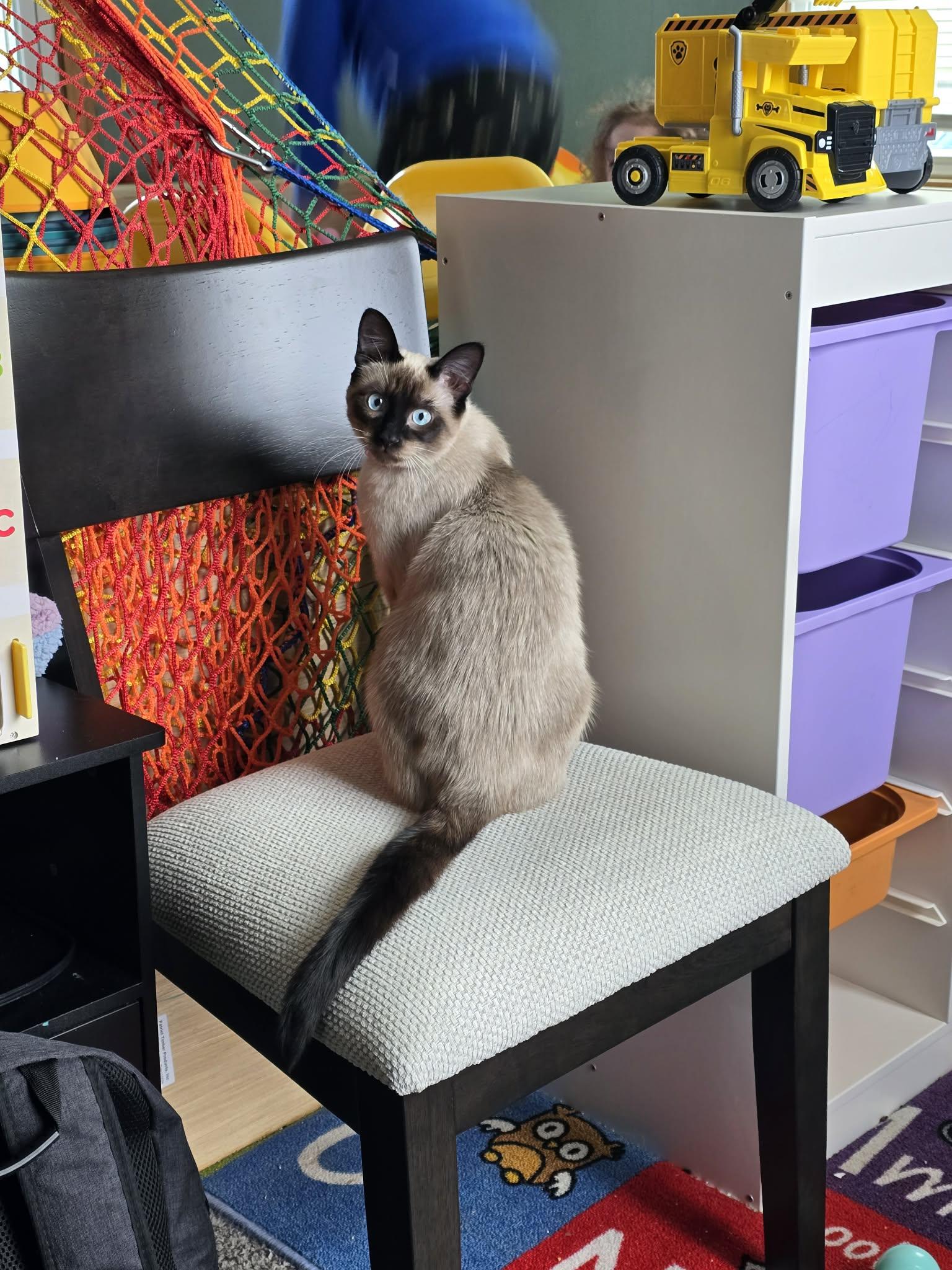 Enlarge Sparkle, a Adopted Siamese in Quincy, OH image 4/4