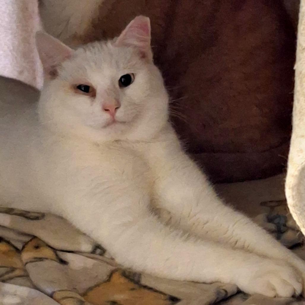 Enlarge Iceman, a Adoptable Domestic Short Hair in Titusville, FL image 1/3