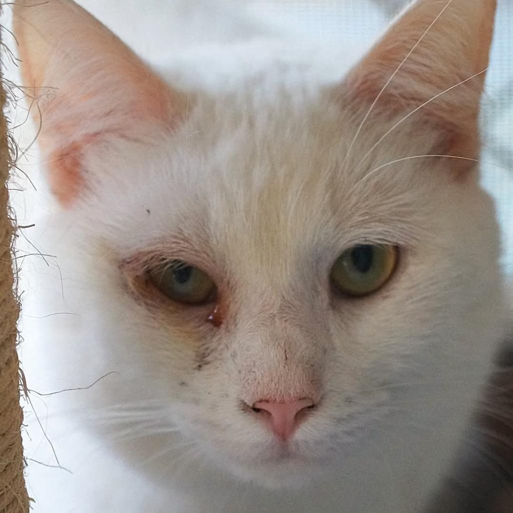 Enlarge Iceman, a Adoptable Domestic Short Hair in Titusville, FL image 2/3