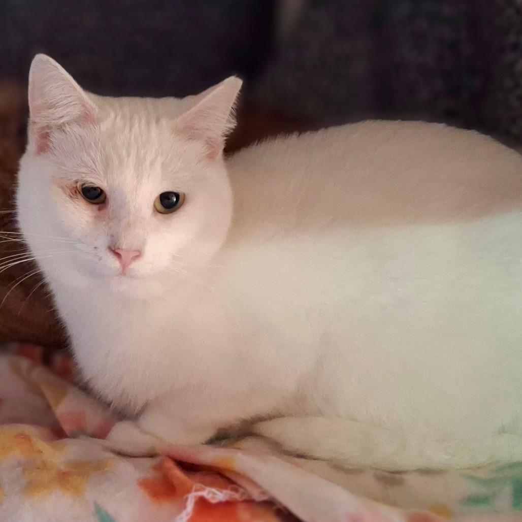 Enlarge Iceman, a Adoptable Domestic Short Hair in Titusville, FL image 3/3