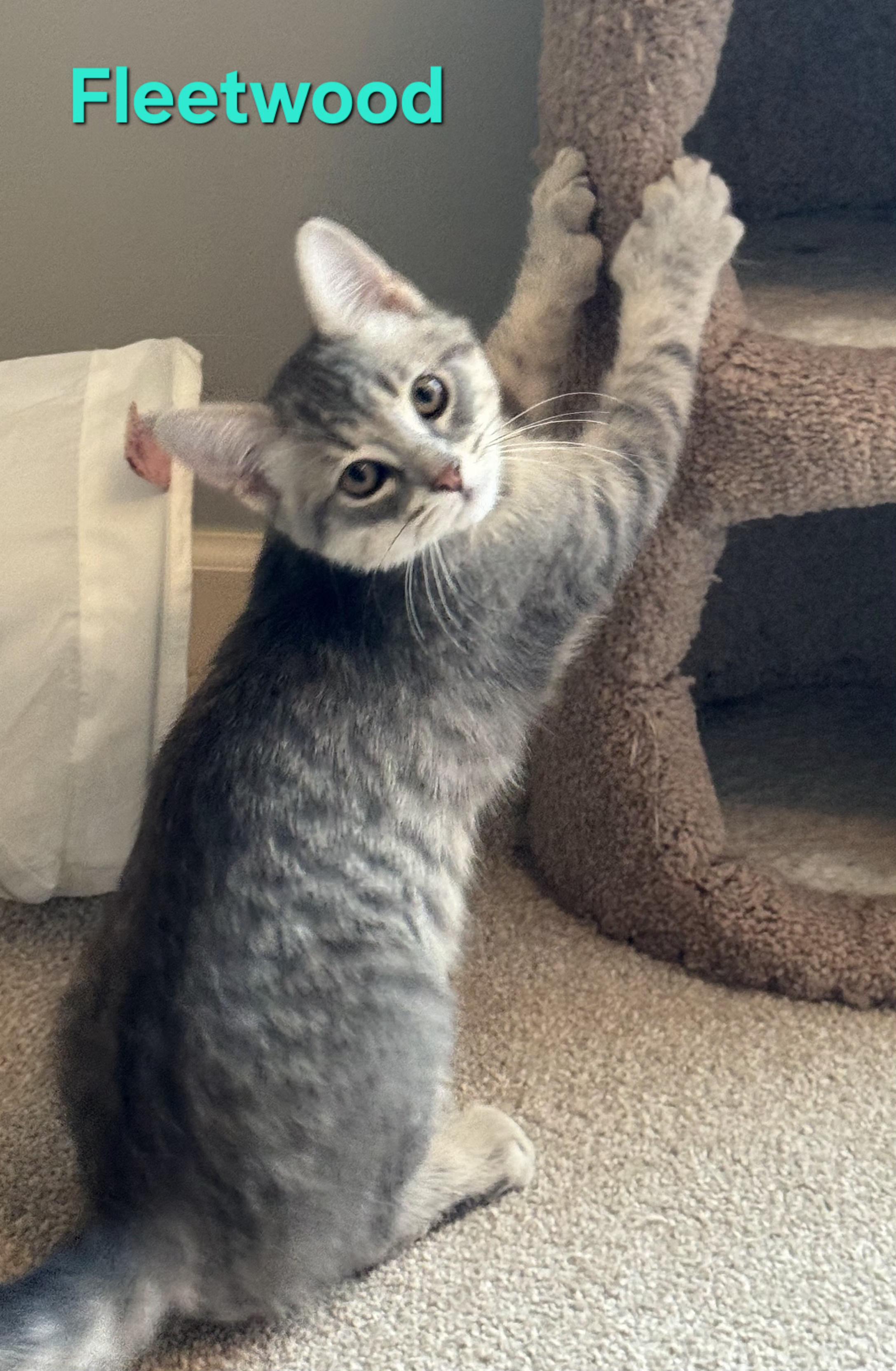 Enlarge Fleetwood & Avril, a ADOPTABLE Domestic Short Hair in Brighton, MI image 1/6