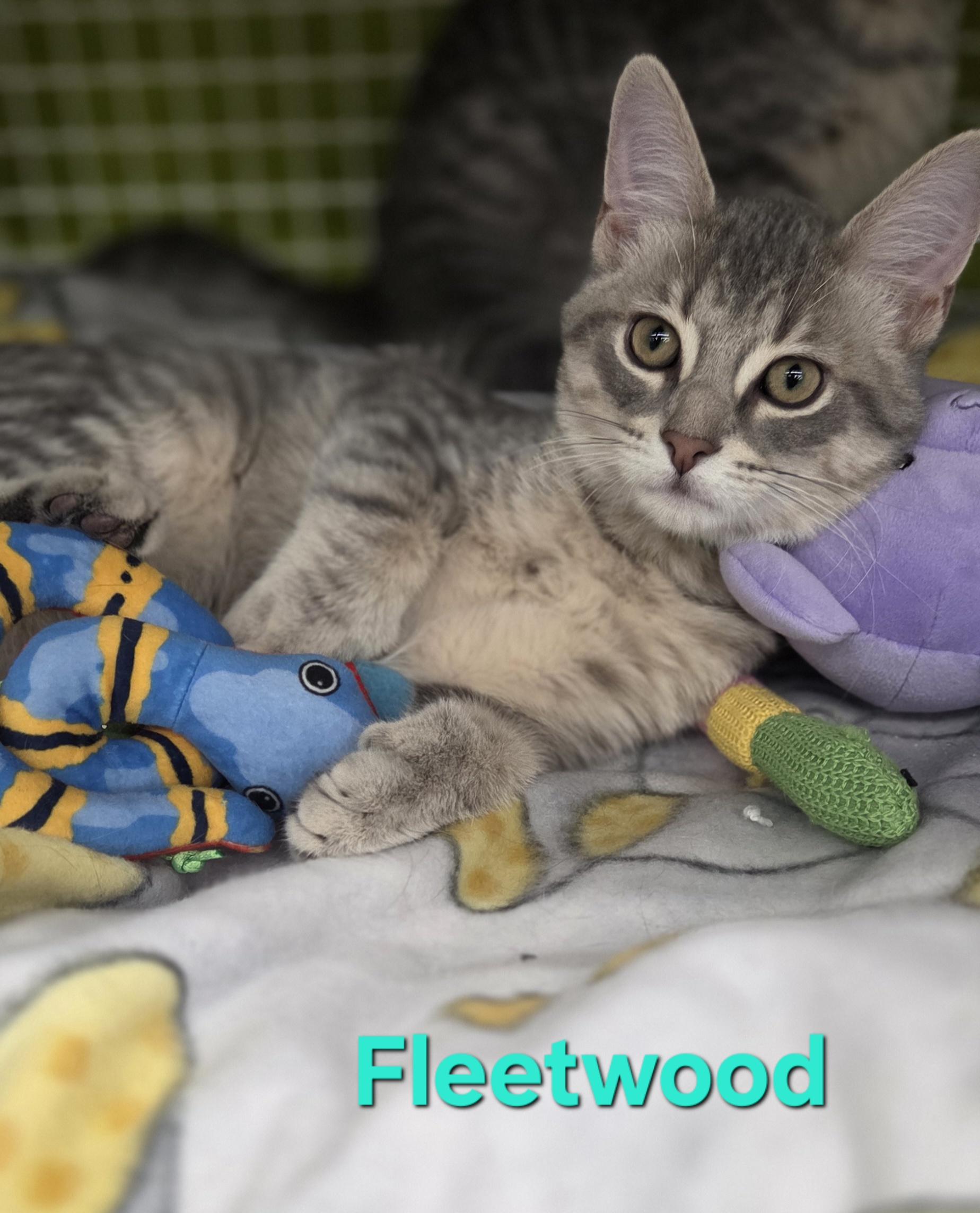 Enlarge Fleetwood & Avril, a ADOPTABLE Domestic Short Hair in Brighton, MI image 2/6