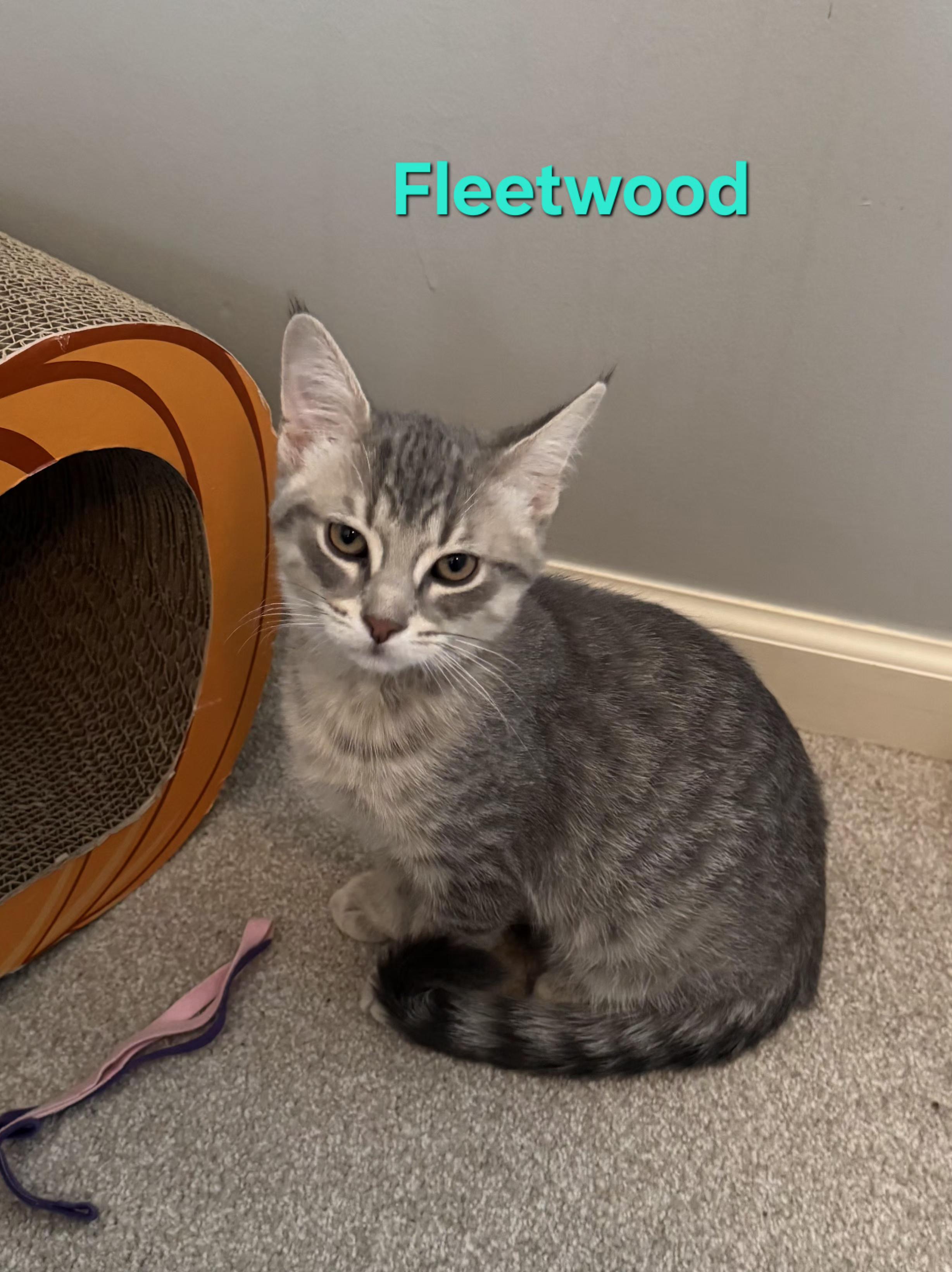 Enlarge Fleetwood & Avril, a ADOPTABLE Domestic Short Hair in Brighton, MI image 5/6