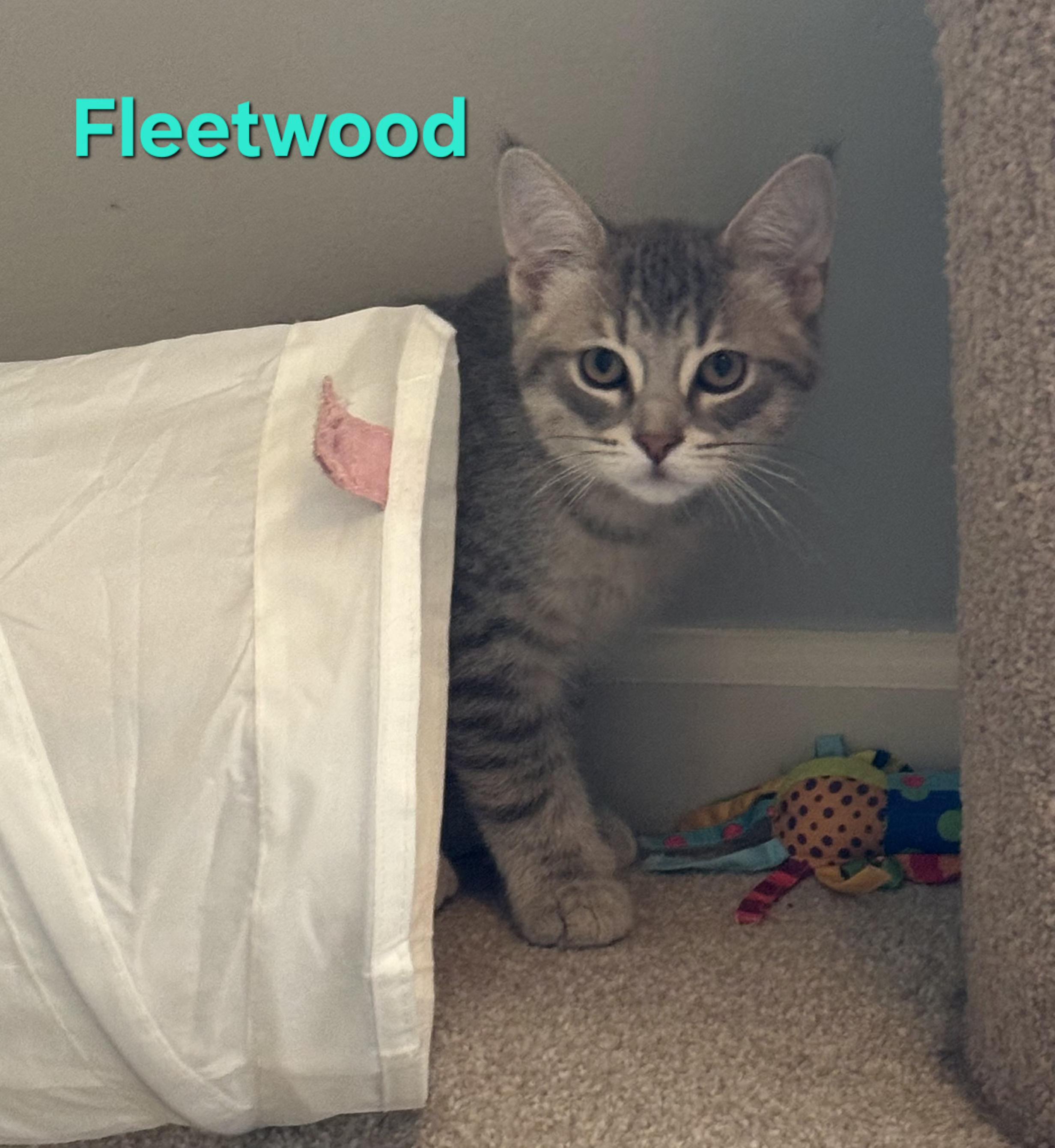 Enlarge Fleetwood & Avril, a ADOPTABLE Domestic Short Hair in Brighton, MI image 6/6