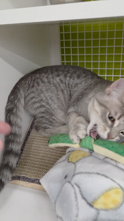 Enlarge Fleetwood & Avril, a ADOPTABLE Domestic Short Hair in Brighton, MI video 4/6