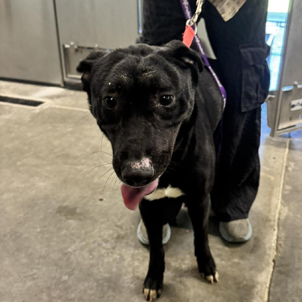 Enlarge James, a Adoptable Black Labrador Retriever in Hannibal, MO image 1/1
