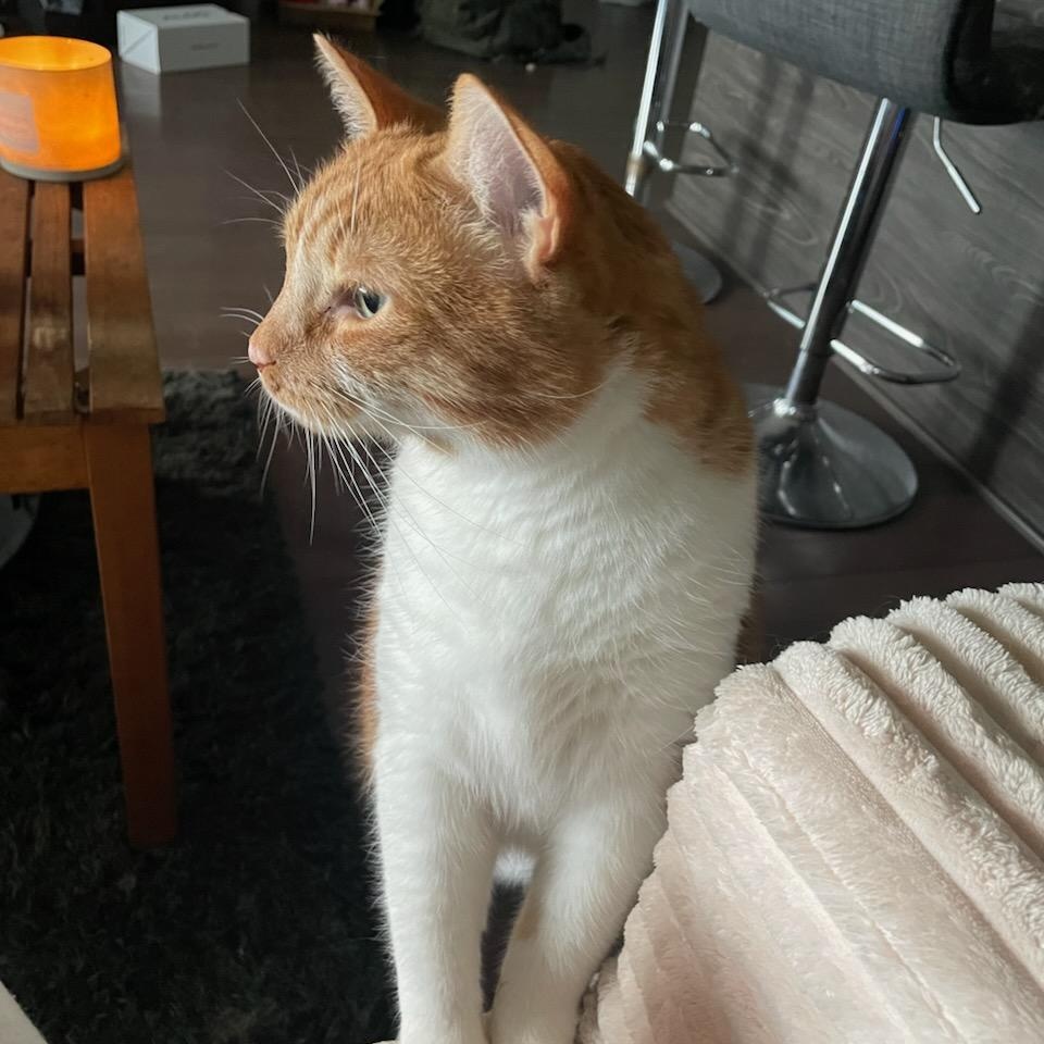 King Louis (Henry) M, 8yrs old Dsh orange&white, ADOPTABLE, Senior Male Domestic Short Hair.