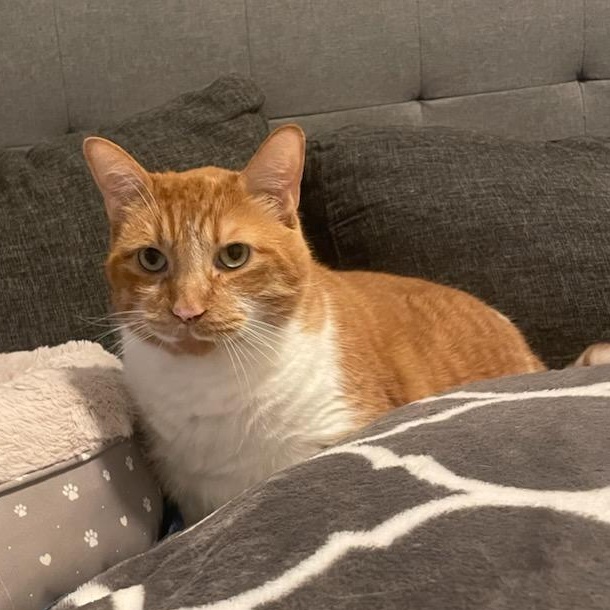 Enlarge King Louis (Henry) M, 8yrs old Dsh orange&white, a ADOPTABLE Domestic Short Hair in Ottawa, ON image 1/6