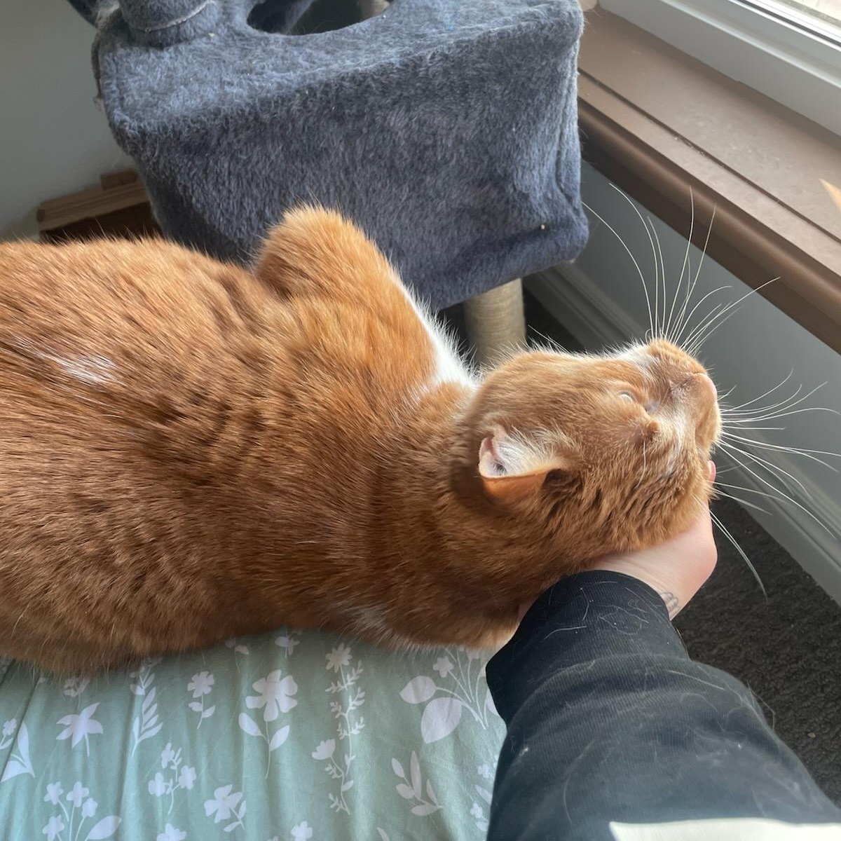 Enlarge King Louis (Henry) M, 8yrs old Dsh orange&white, a ADOPTABLE Domestic Short Hair in Ottawa, ON image 5/6
