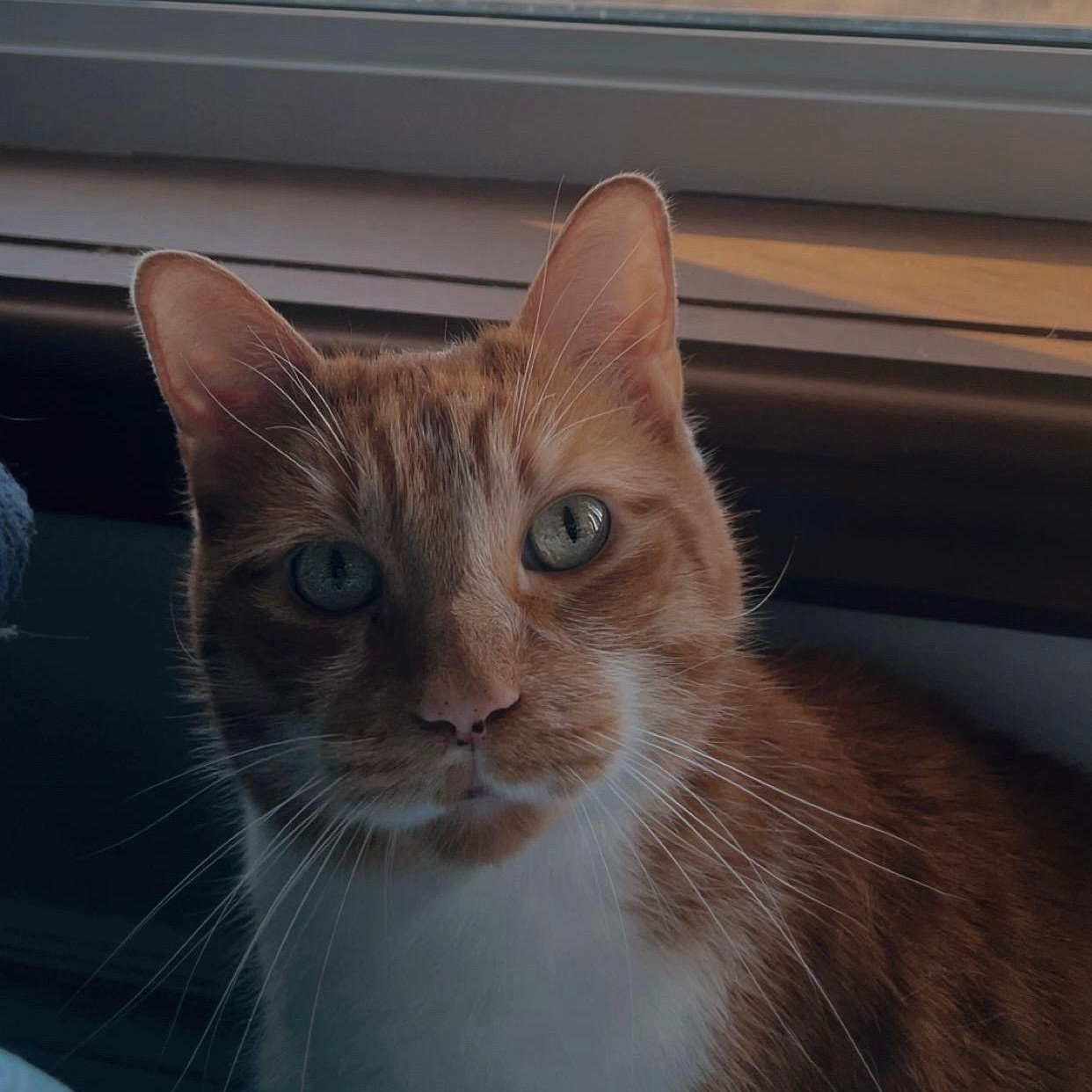 Enlarge King Louis (Henry) M, 8yrs old Dsh orange&white, a ADOPTABLE Domestic Short Hair in Ottawa, ON image 2/6
