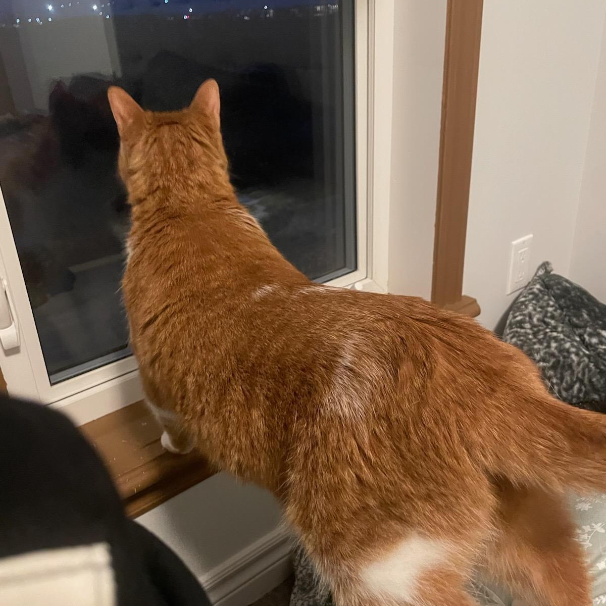 Enlarge King Louis (Henry) M, 8yrs old Dsh orange&white, a ADOPTABLE Domestic Short Hair in Ottawa, ON image 6/6