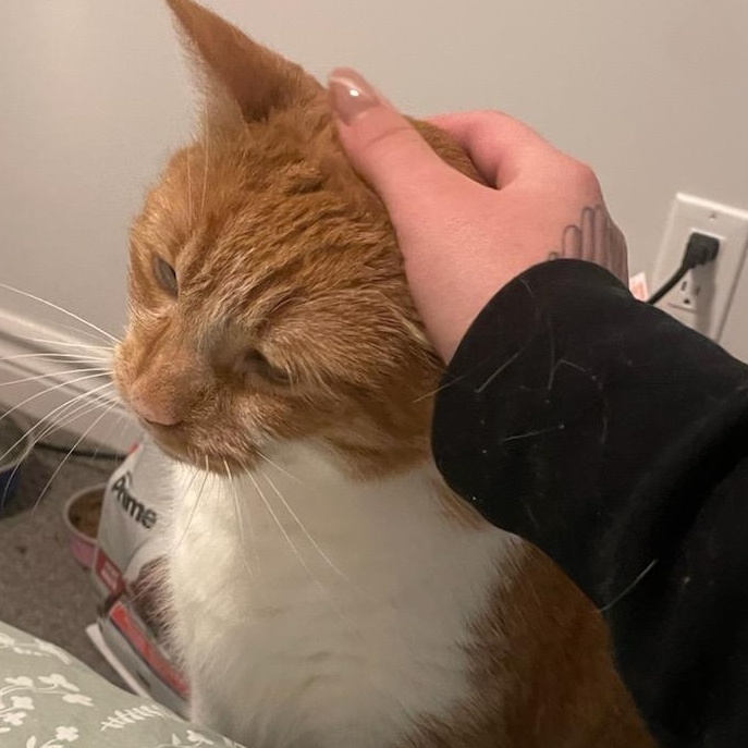 Enlarge King Louis (Henry) M, 8yrs old Dsh orange&white, a ADOPTABLE Domestic Short Hair in Ottawa, ON image 4/6