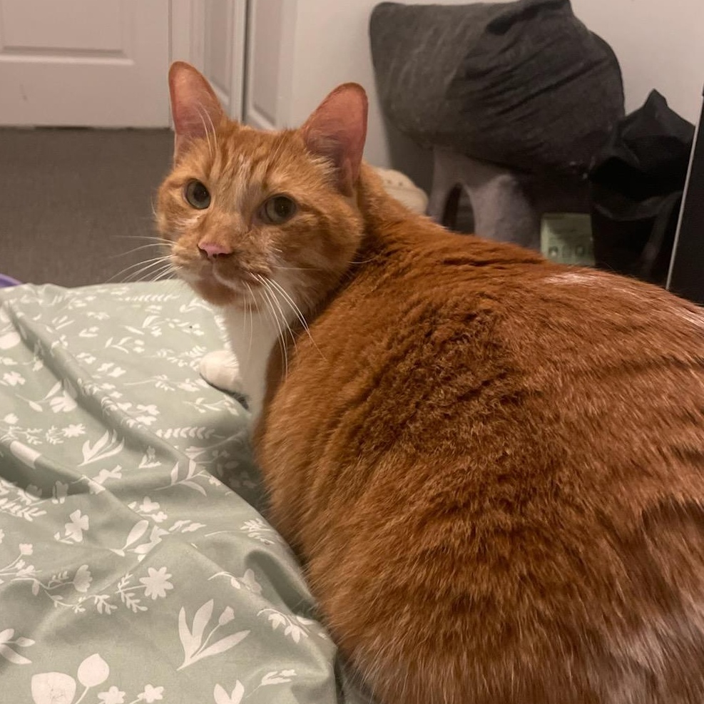 Enlarge King Louis (Henry) M, 8yrs old Dsh orange&white, a ADOPTABLE Domestic Short Hair in Ottawa, ON image 3/6