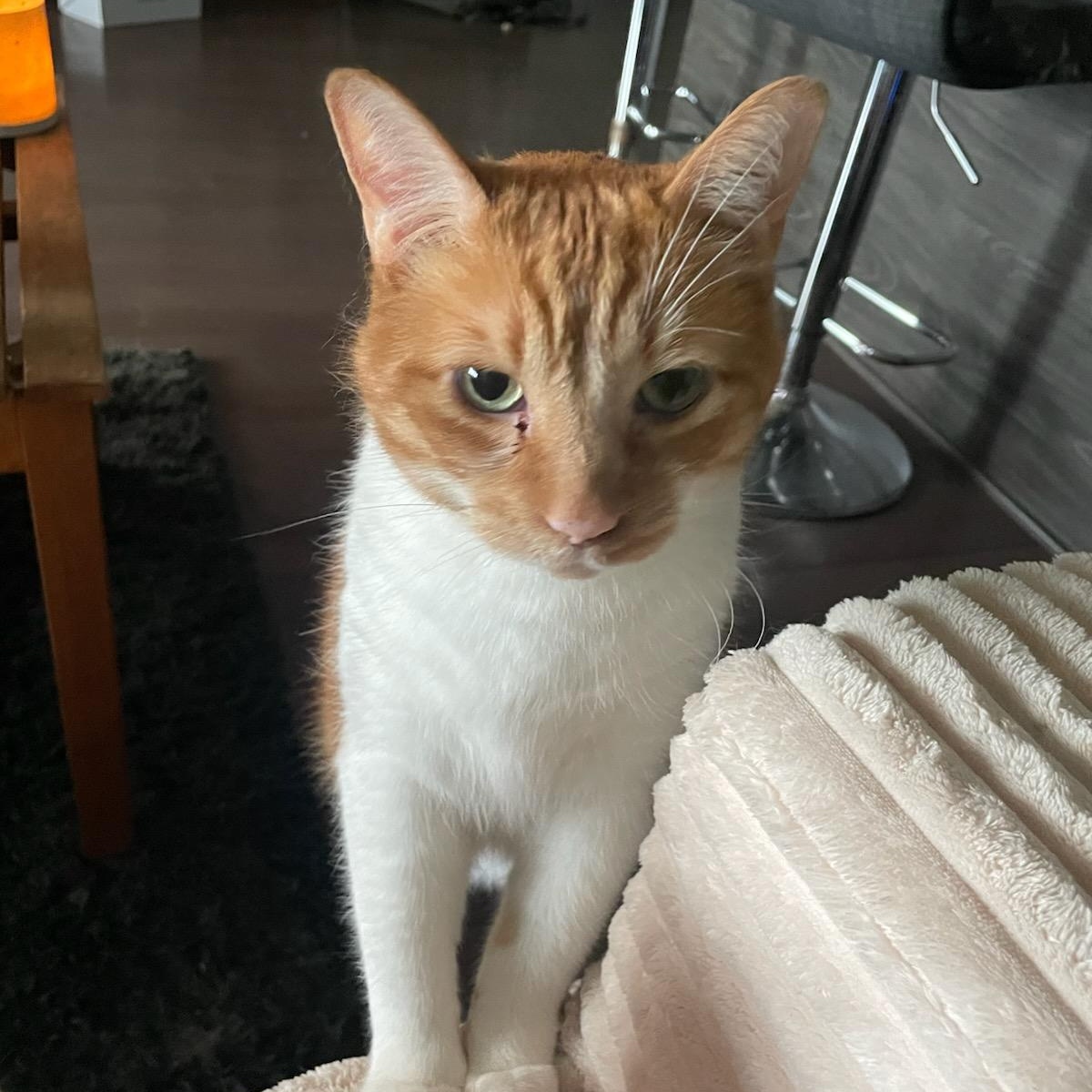 King Louis (Henry) M, 8yrs old Dsh orange&white, ADOPTABLE, Senior Male Domestic Short Hair.