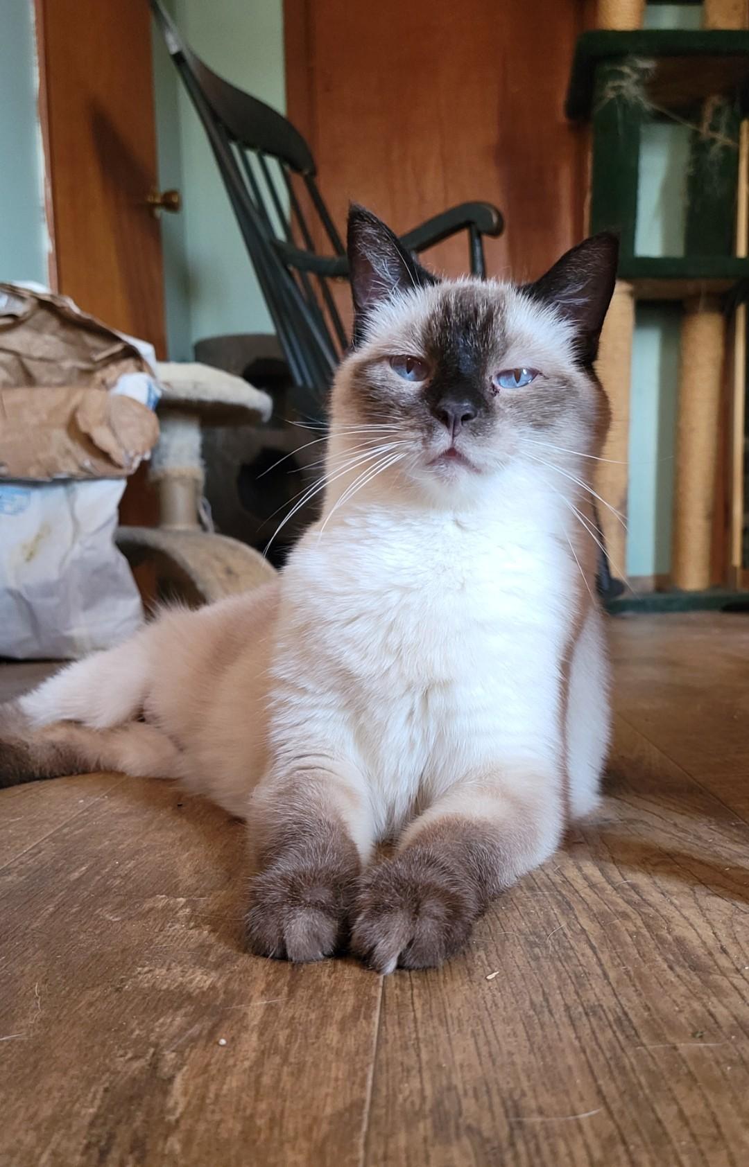 Sophie, Adult Female Siamese