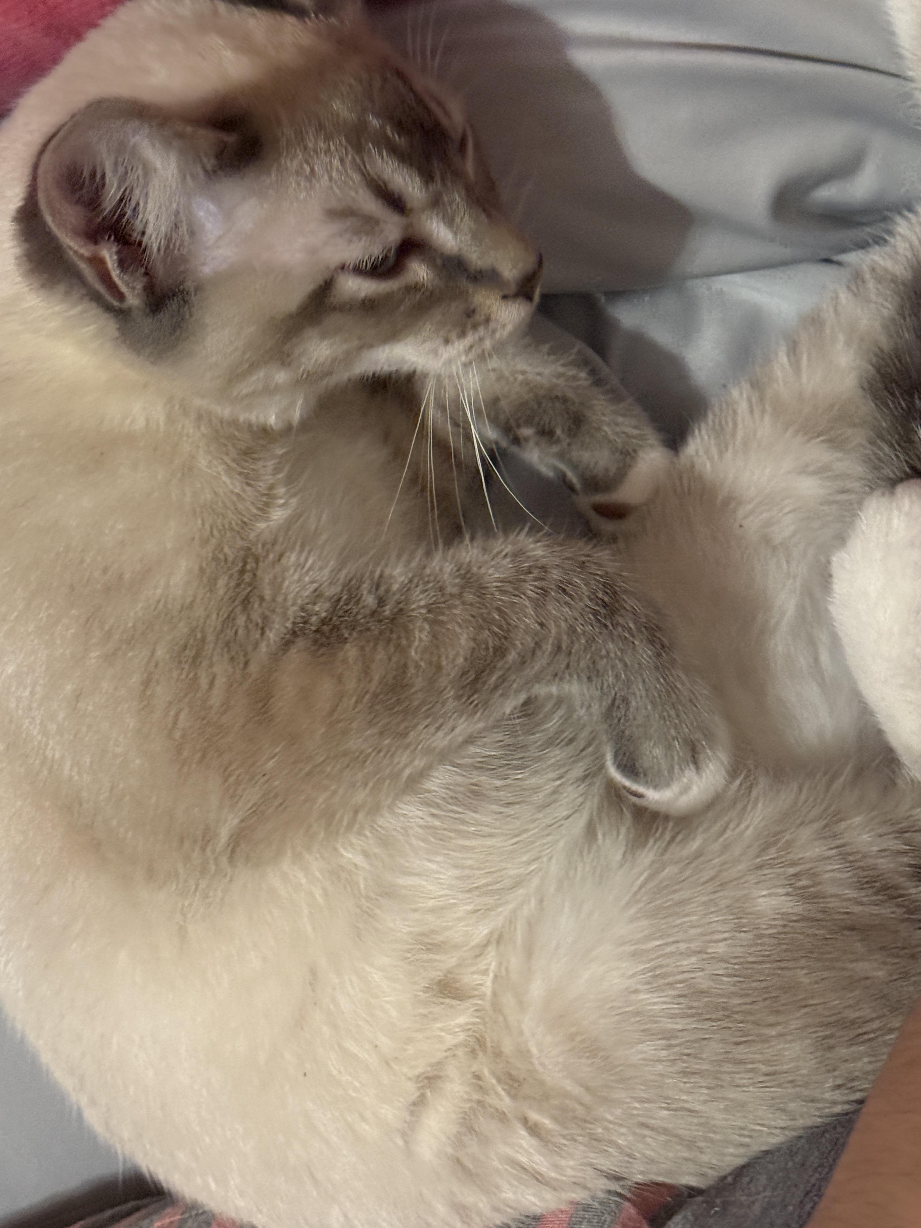 Lupine, adopted, Young Male Siamese.