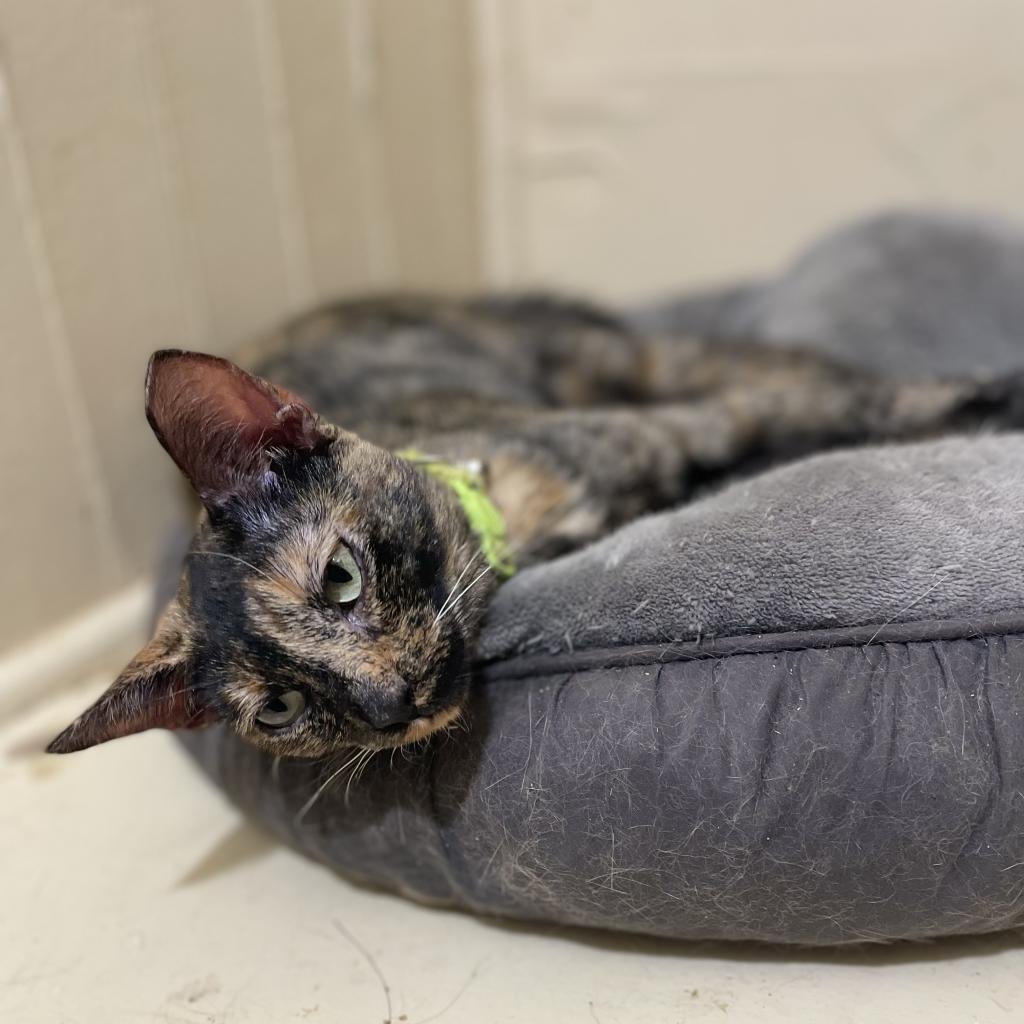Enlarge Tortielinnie, a Adoptable Domestic Short Hair in Brawley, CA image 2/6